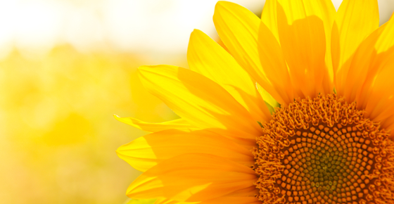 closeup of sunflower - benefits of minimalism